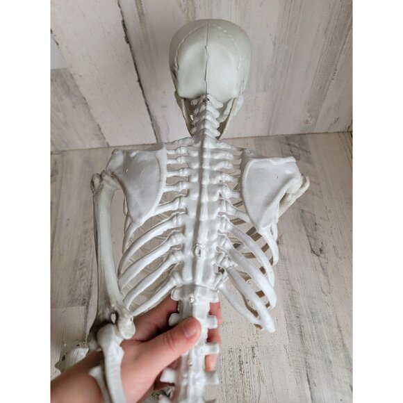 Halloween hanging skeleton‎ prop home decor bone rib cage - Picture 8 of 12